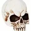 Jawless Skull -Spirit Halloween Shop 01475961 a