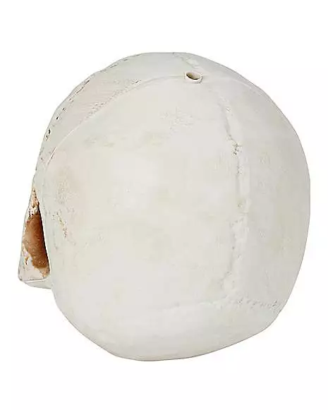 Jawless Skull 5 Jawless Skull - Image 3