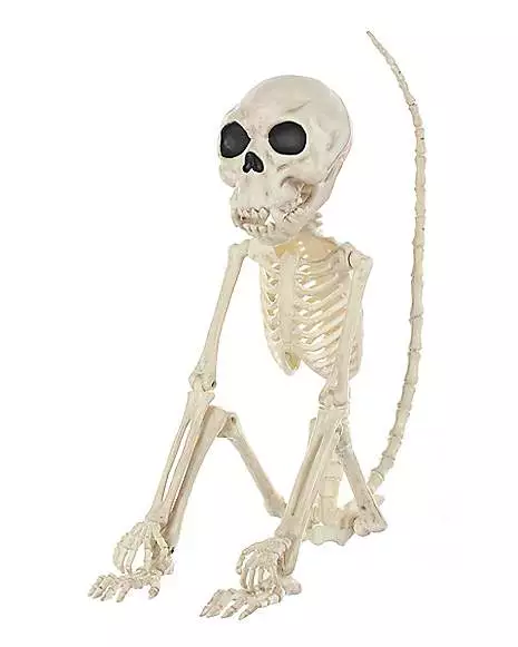 Monkey Skeleton 3 Monkey Skeleton
